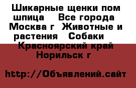 Шикарные щенки пом шпица  - Все города, Москва г. Животные и растения » Собаки   . Красноярский край,Норильск г.